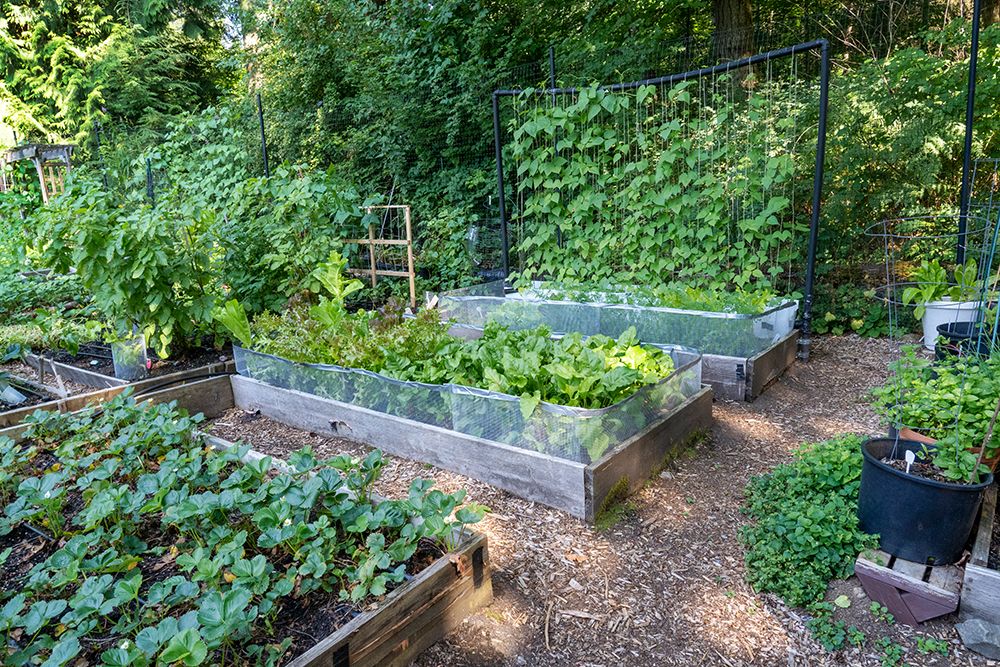 Raised garden beds in a community garden containing strawberries-Chioggia beets-lettuce and pole be